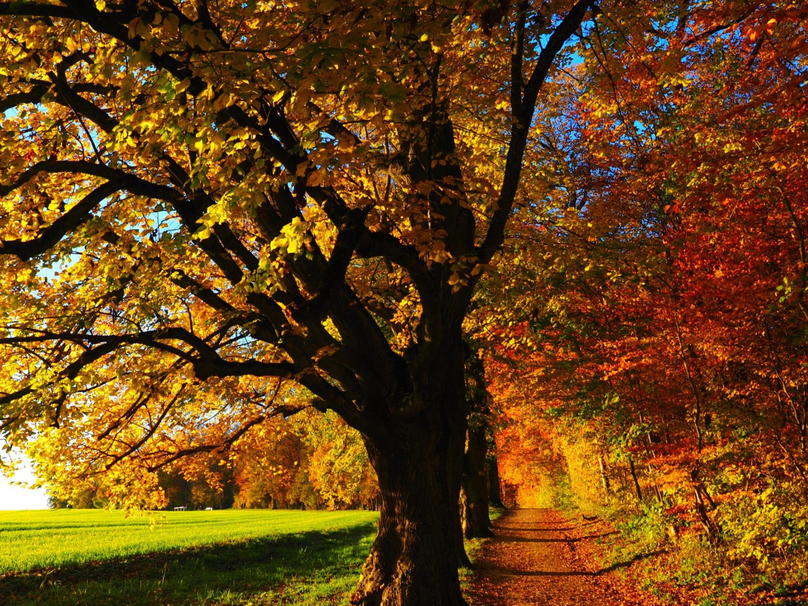 Beautiful Forest Footpath Full Size FHD Wallpaper For Laptop – HD Wallpapers Backgrounds Images